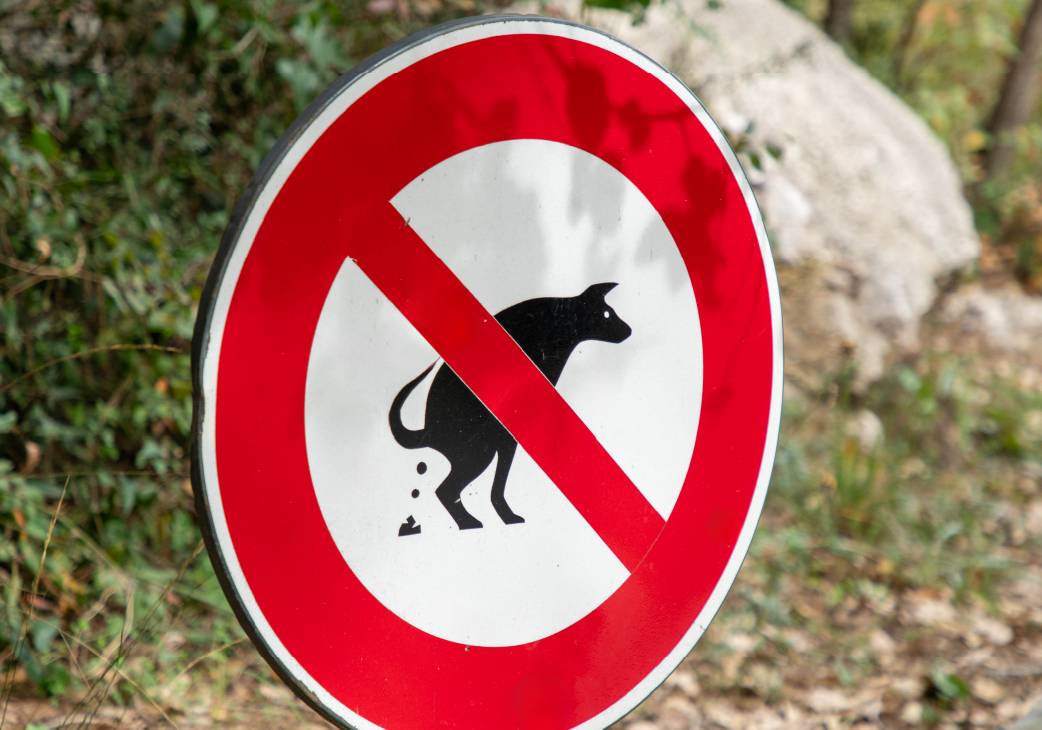 Dog Poop Doesn't Magically Disappear (Here's Why Picking It Up Matters)
